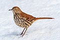 Image 41Brown thrasher (snow-nosed variety) in Central Park