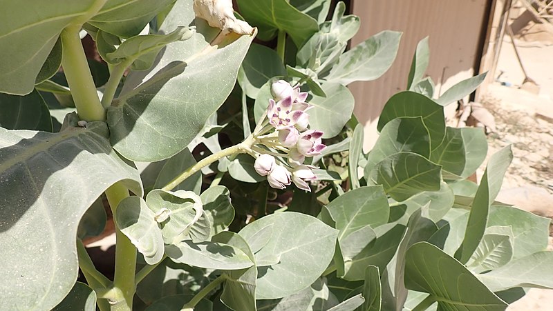 File:Calotropis procera à Darou Khoudoss (détail).jpg