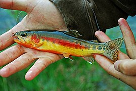 Truite dorée (Oncorhynchus aguabonita)