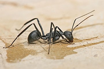 Carpenter ant