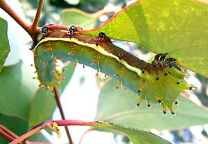 Emperor Gum Moth Caterpillar