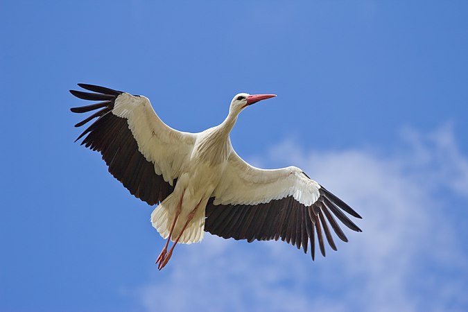 西班牙馬德里的白鸛（Ciconia ciconia）