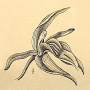 Coelogyne vermicularis