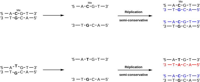 Dans une cellule, si une 5-méthylcytosine de l'ADN désamine en thymine sans que cela soit corrigé et que la division cellulaire a lieu, une mutation GC → AT apparaît dans la cellule fille possédant le brin d'ADN mère sur lequel s'est produit la transition.