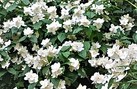 Jasmine blooms.jpg