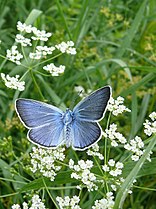 Polyommatus amandus male