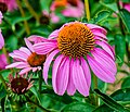 * Nomination Purple Coneflower --PumpkinSky 00:56, 4 July 2017 (UTC) * Promotion Good quality. -- Johann Jaritz 02:01, 4 July 2017 (UTC)