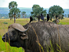 Tại vườn quốc gia thác nước Murchison, Uganda