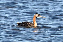 Grand Grèbe (Podiceps major)