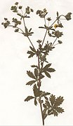 Potentilla intermedia