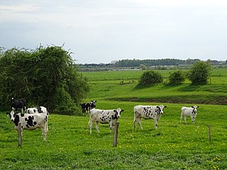 Begrazing door zwartbont rundvee in een natuurgebied bij Rees