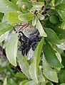 Yponomeuta caterpillar on P. spinosa leaves