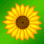 Das nennt man eine Sonnenblume…