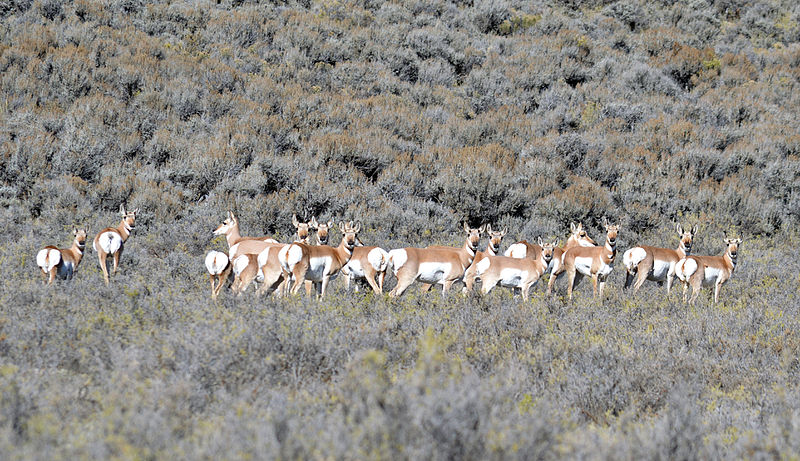 File:WYO Pronghorn herd (15397998278).jpg