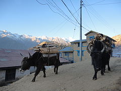 हुम्ला सदरमुकाम सिमिकोटमा दाउराको भारी बोकेका चौरी गाई (जो)