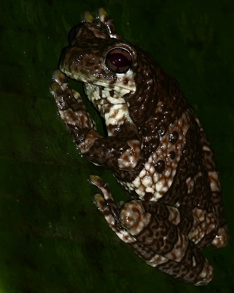 File:New River Treefrog (Trachycephalus hadroceps) (38937777032).jpg