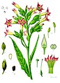 Nicotiana tabacum L.