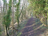 Adcombe Wood