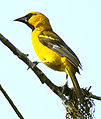 Птица: Altamira oriole