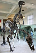 Anatotitan copei.jpg