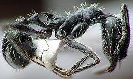 Aphaenogaster spinosa