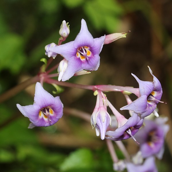 File:Conandron ramondioides (flower).jpg