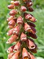 Digitalis parviflora