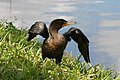 at Anhinga Trail, Royal Palm, Everglades National Park, Florida