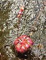 Drosera spatulata var. bakoensis growing at Bako National Park