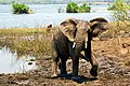 Image 17Elephant in Majete Wildlife Reserve (from Malawi)