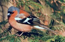 Fringilla coelebs (Chaffinch-Buchfink).jpg