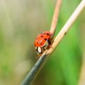 Harmonia axyridis