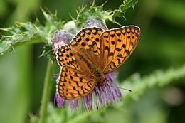 Žalsvasis perlinukas (Speyeria aglaja)