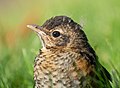 4 Juvenile robin (12336) uploaded by Rhododendrites, nominated by Rhododendrites,  17,  1,  0