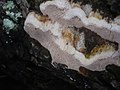 Perenniporia medulla-panis