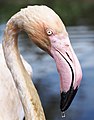 Phoenicopterus roseus