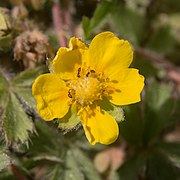 Potentilla neumanniana