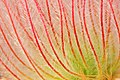 Detail of the styles on a seed head