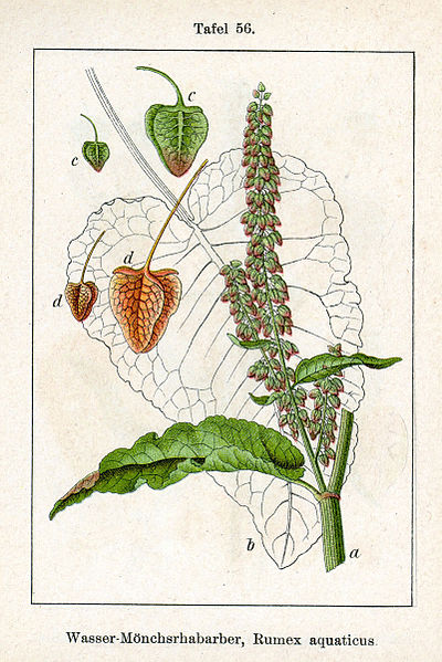 File:Rumex aquaticus Sturm56.jpg