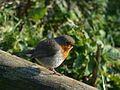 European Robin in Brest (France)