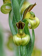 Sarcoglottis acaulis Type species