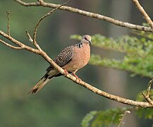 Spotted dove pair.jpg