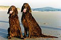 Mutter und Tochter Red Setter nach Bad im Meer