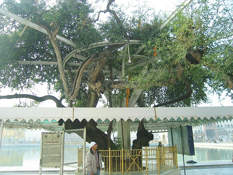 File:The sacred tree near Golden Temple.jpg