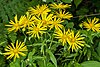 Doronicum austriacum