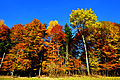 English: Autumnal deciduous forest Deutsch: Herbstlicher Laubwald