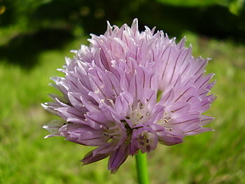 Allium schoenoprasum