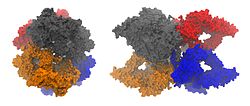 Alpha-2-Globulin