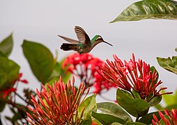 Canivet's emerald.jpg