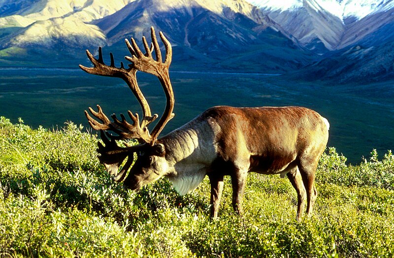 File:Caribou.jpg